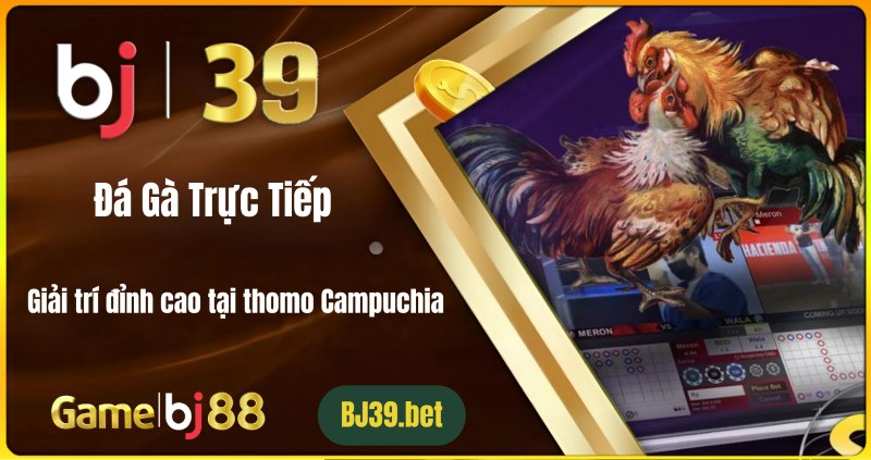Đá gà trực tiếp là gì? Vì sao được ưa chuộng?